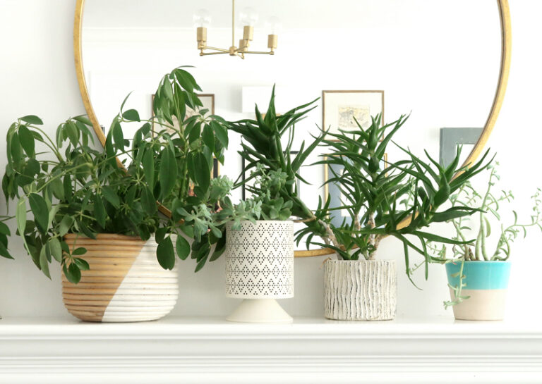 How Do I Keep My Indoor Plants Green?