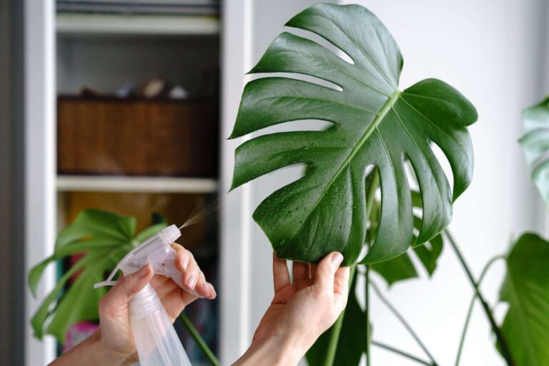 How Do You Take Care Of Monstera For Beginners?