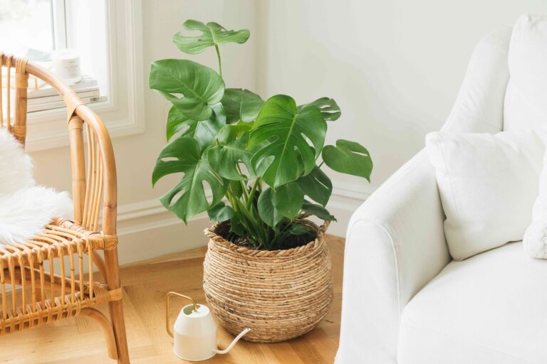What Is The Best Way For A Monstera To Grow?