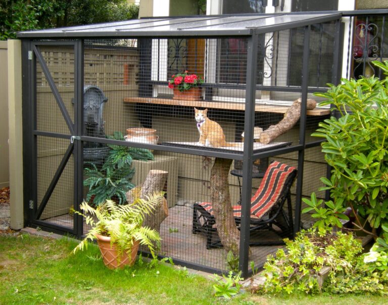 Are Cats Happy In An Outdoor Enclosure?