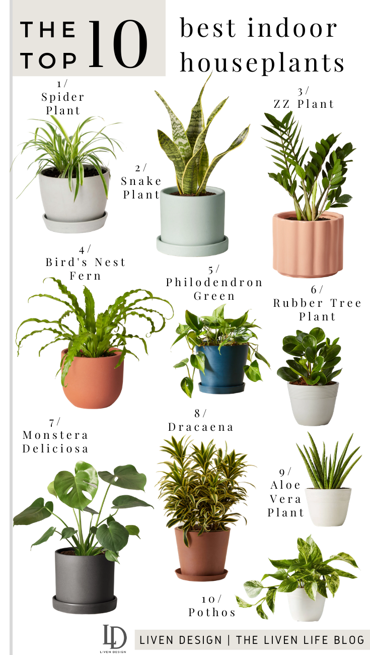 What Are The Top 5 Indoor Plant?