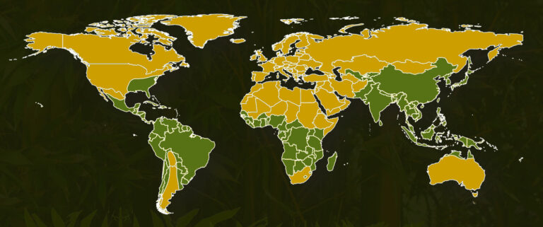 Where Does Bamboo Grow Most?