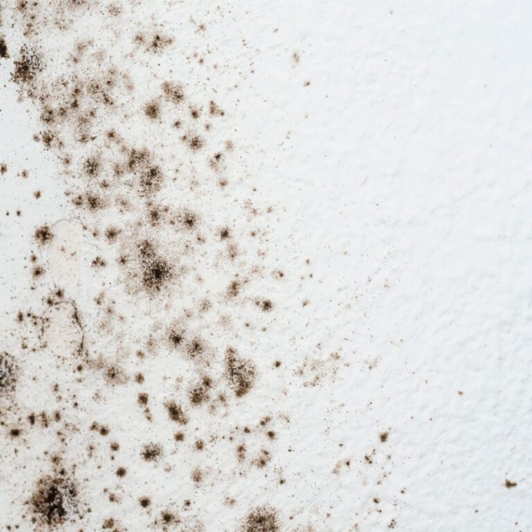 What Kills Mold On Bathroom Walls?