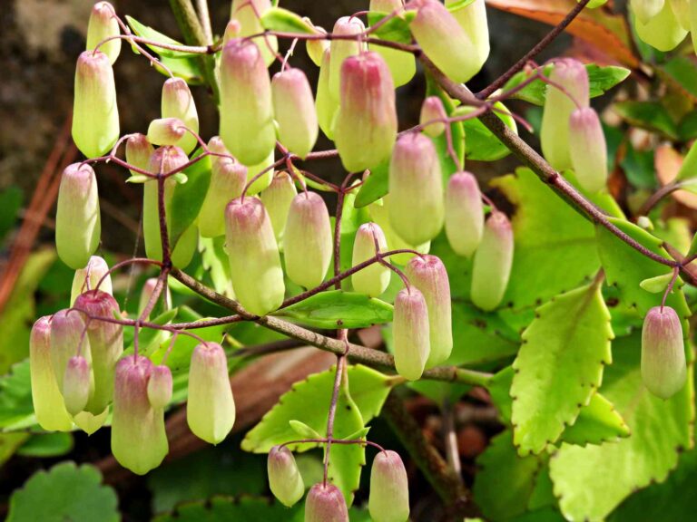 How To Grow And Care For Kalanchoe Pinnata