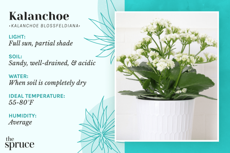 How Do You Take Care Of A Potted Kalanchoe Plant?