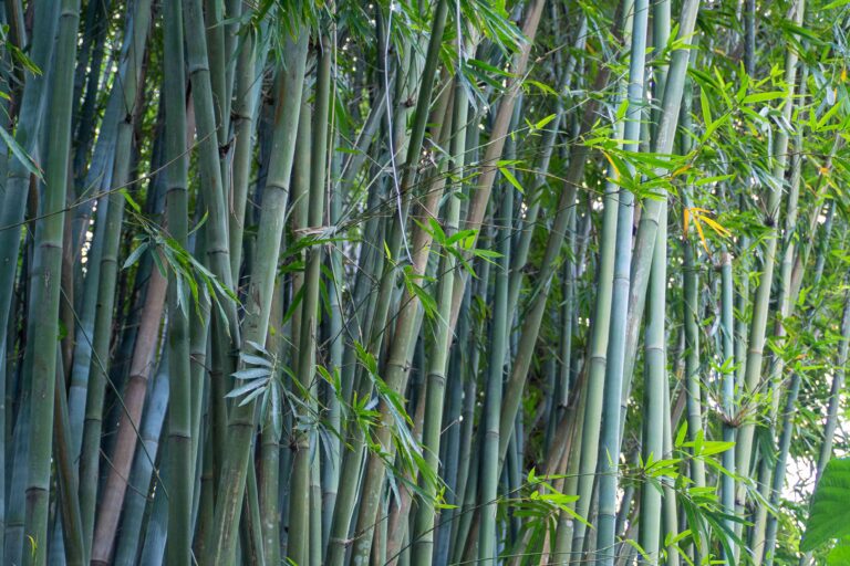 What Is The Best Climate For Growing Bamboo?