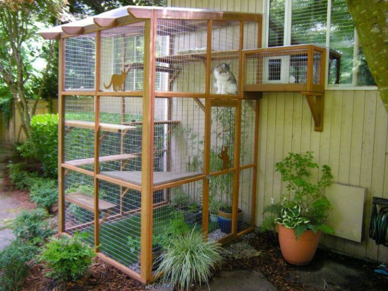 What Can I Put In My Outdoor Cat Enclosure?
