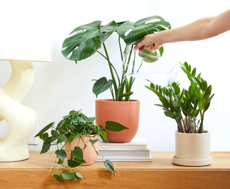 What Is The Best Way To Keep Plants Alive?