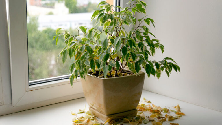 Why My Indoor Plants Are Dying?