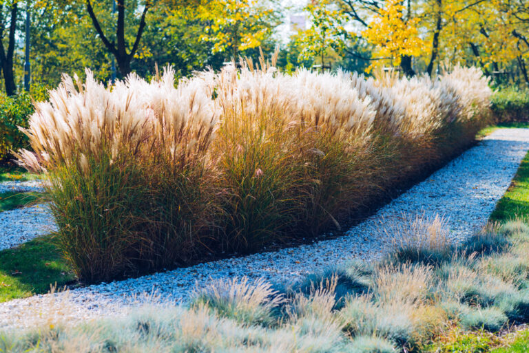 How And When To Cut Back Ornamental Grasses