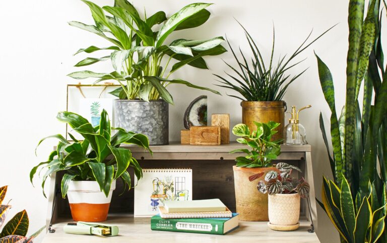 What Type Of Planter Is Best For Plants?